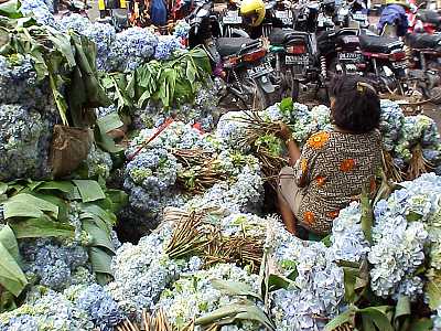 Flowers for the offerings