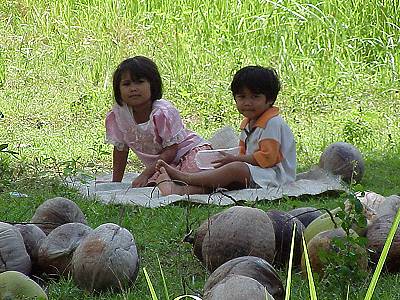 Collecting Coconuts