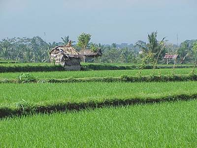 On the road to Ubud